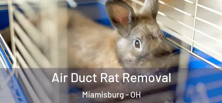  Air Duct Rat Removal Miamisburg - OH